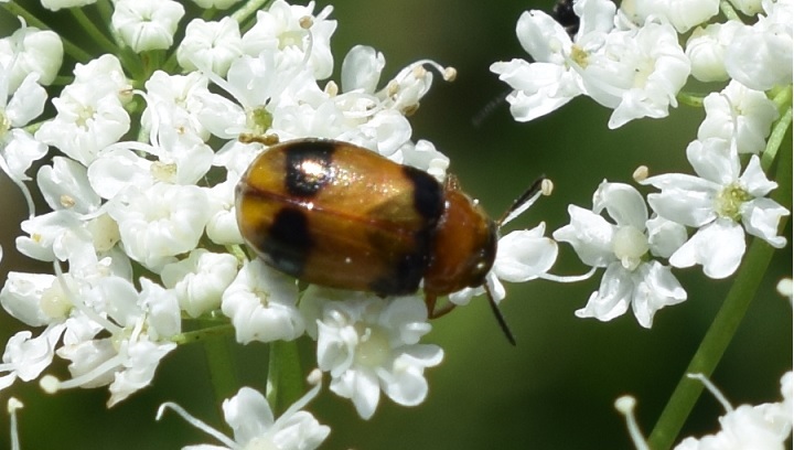 Chrysomelidae: Coptocephala unifasciata? S.